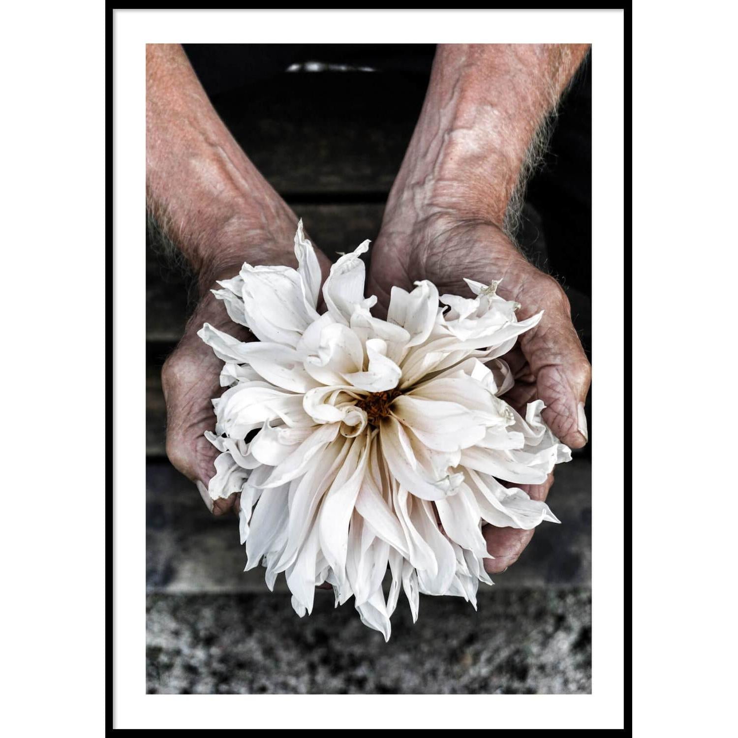 WHITE DAHLIA POSTER Poster 50x70 cm | Papertown