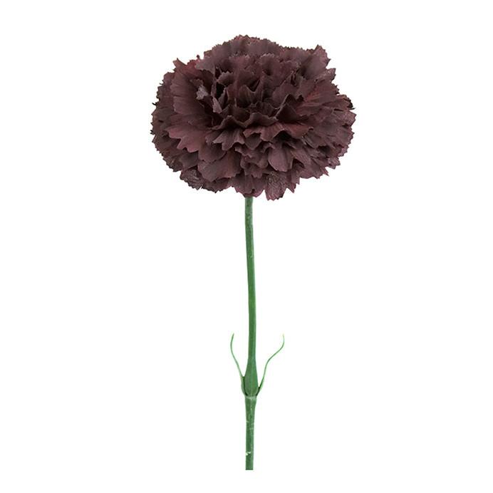 MR PLANT Nejlika, Brun 55cm 6st