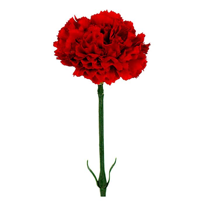 MR PLANT Nejlika, Röd 55cm 6st