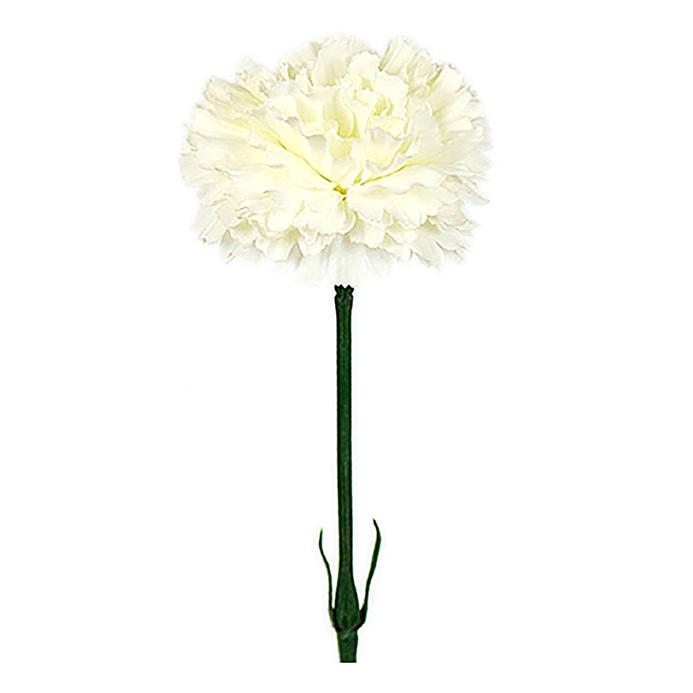 MR PLANT Nejlika, Vit 55cm 6st