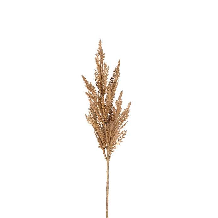 MR PLANT Pampasgräs, Beige 80cm 3st