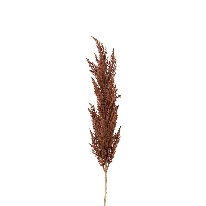 MR PLANT Pampasgräs, Brun 120cm 3st