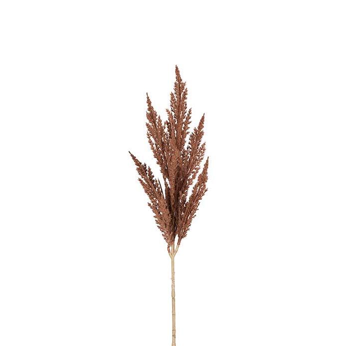 MR PLANT Pampasgräs, Brun 80cm 3st