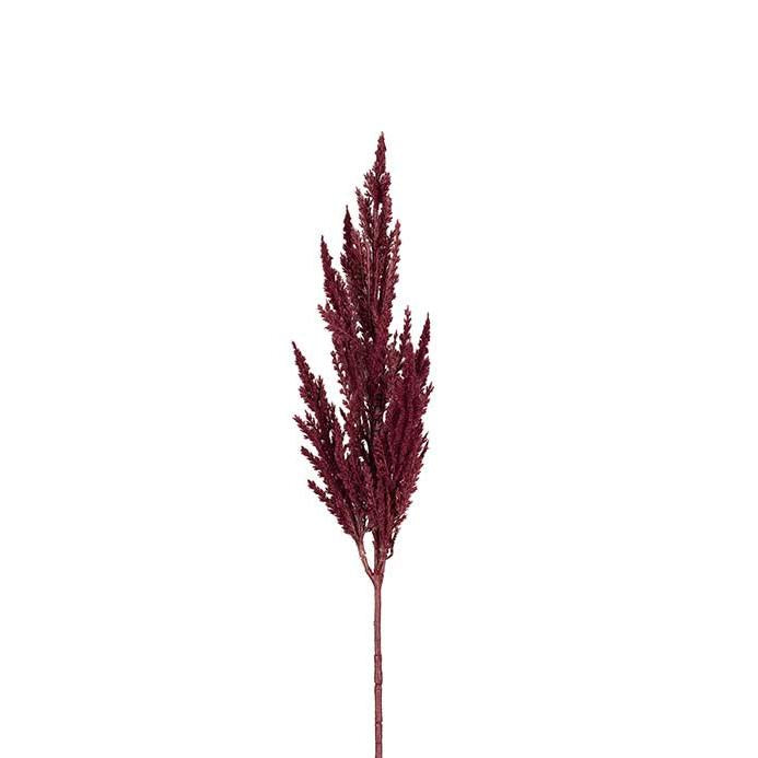 MR PLANT Pampasgräs, Burgundy 80cm 3st