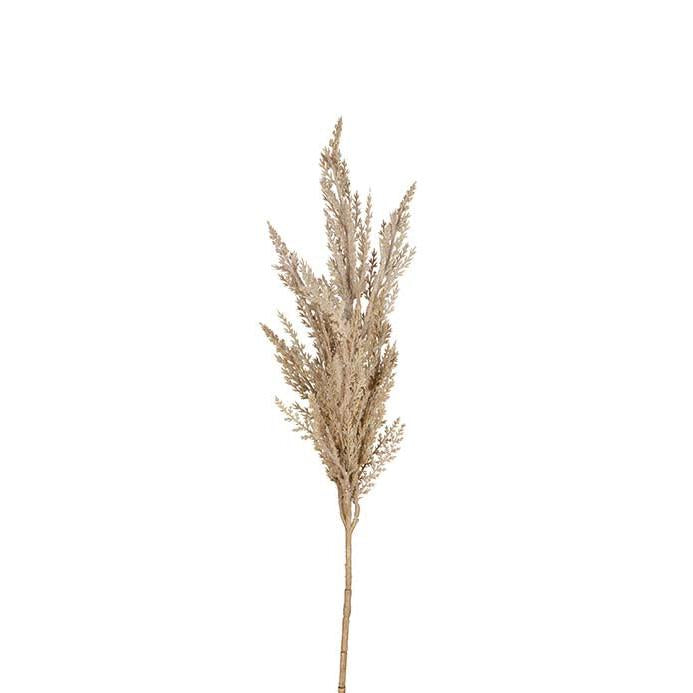 MR PLANT Pampasgräs, Natur 80cm 3st
